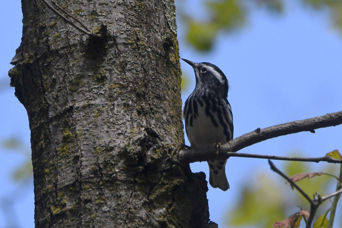 Black-and-white Warbler - ML618346178