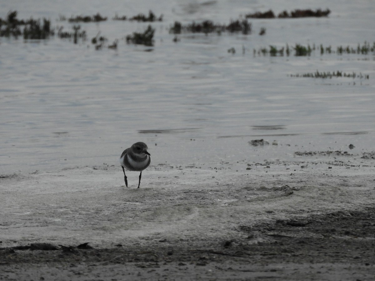 Two-banded Plover - ML618346181