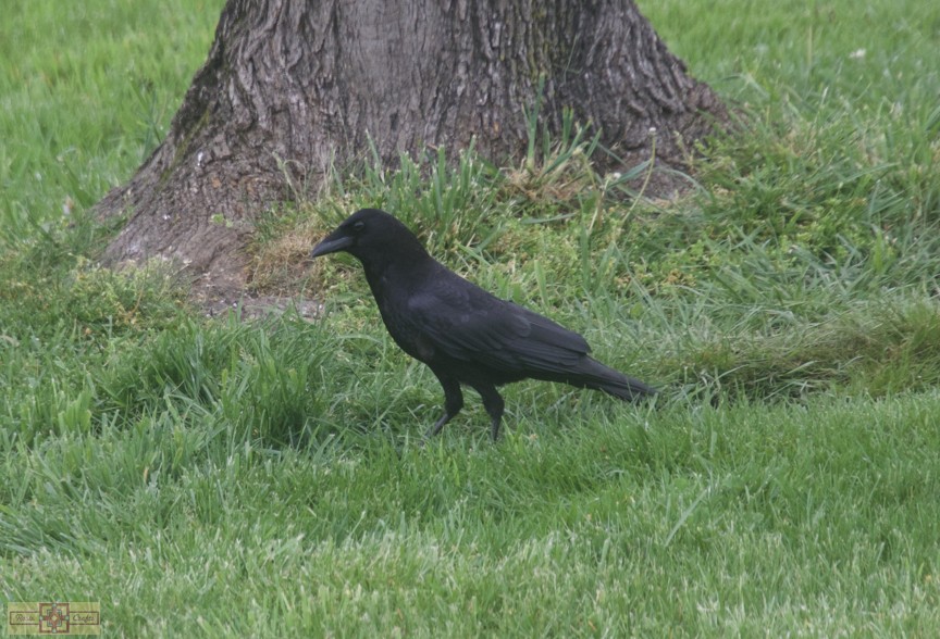 American Crow - ML618346184