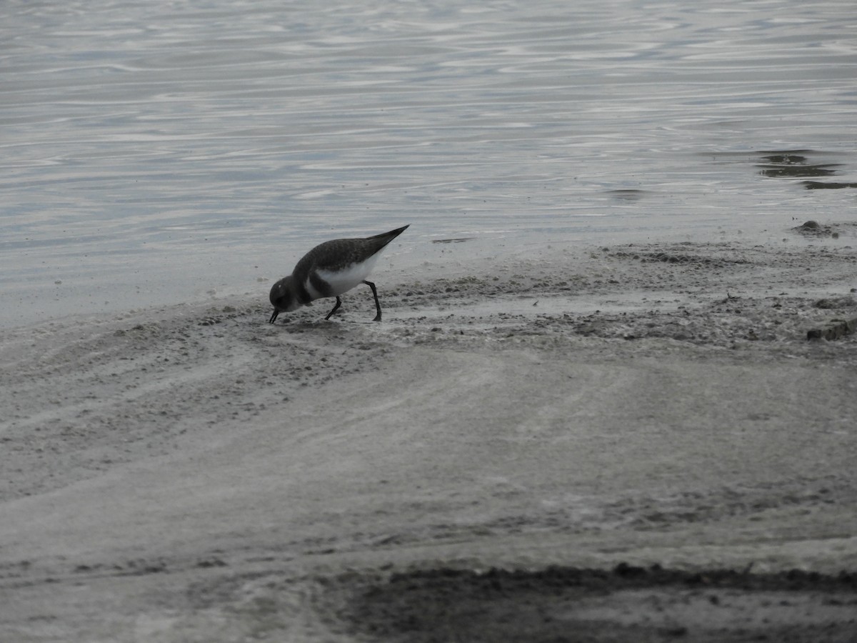 Two-banded Plover - ML618346188