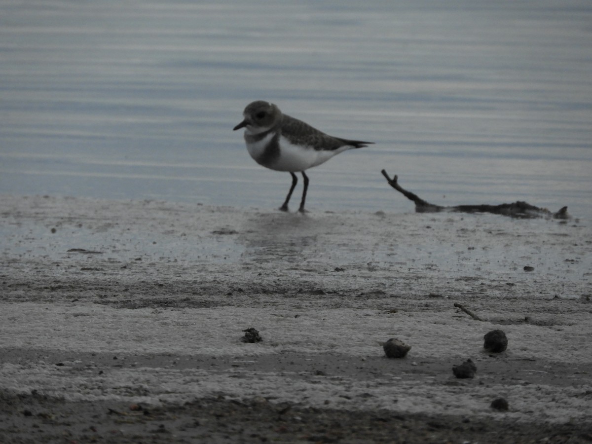 Two-banded Plover - ML618346189