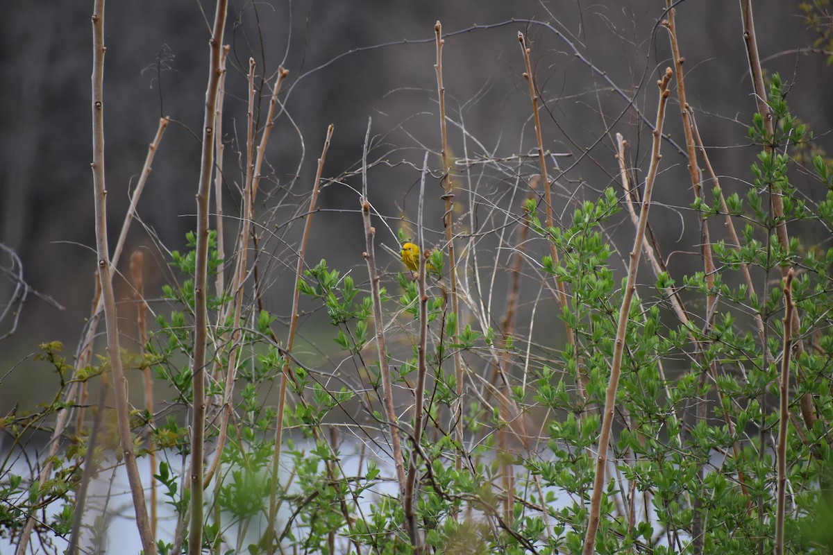 Yellow Warbler - ML618346195