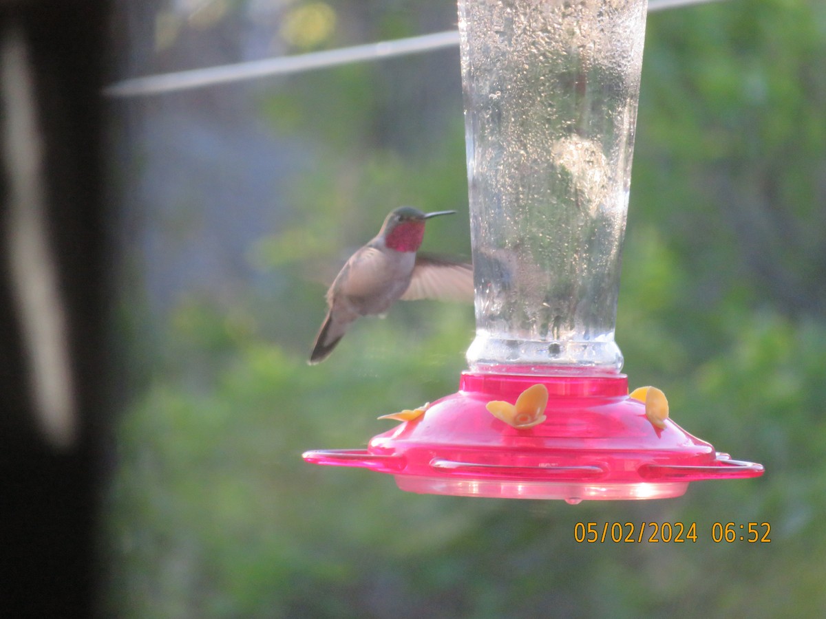 Black-chinned Hummingbird - ML618346212