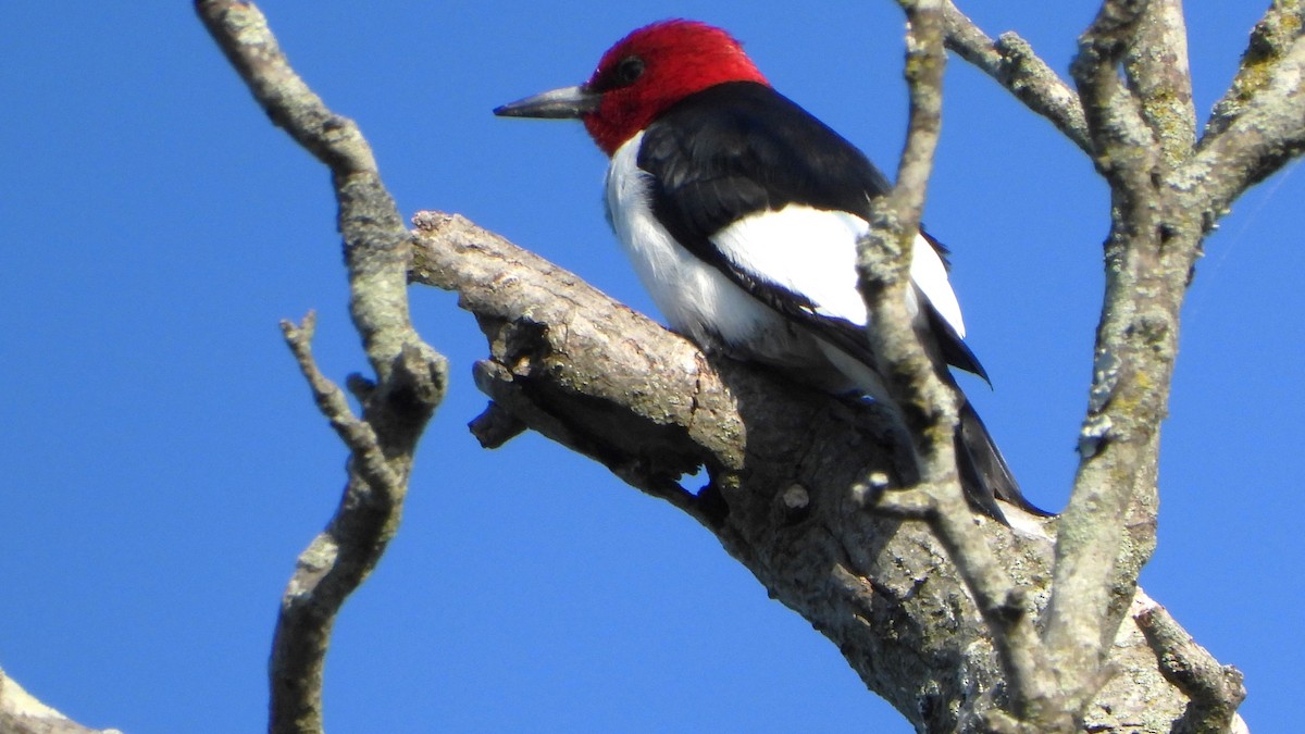 Red-headed Woodpecker - Constance Griner