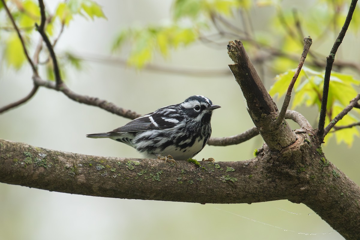 Black-and-white Warbler - ML618346275