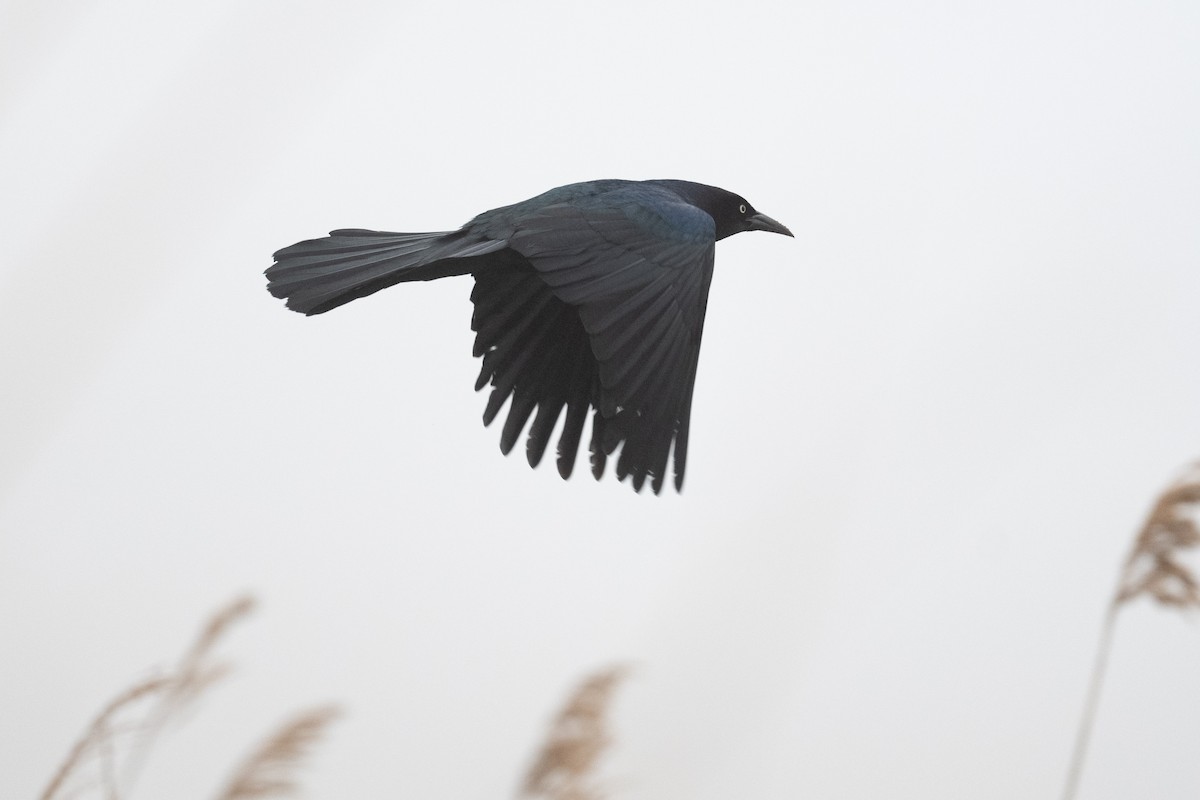 Boat-tailed Grackle - ML618346292