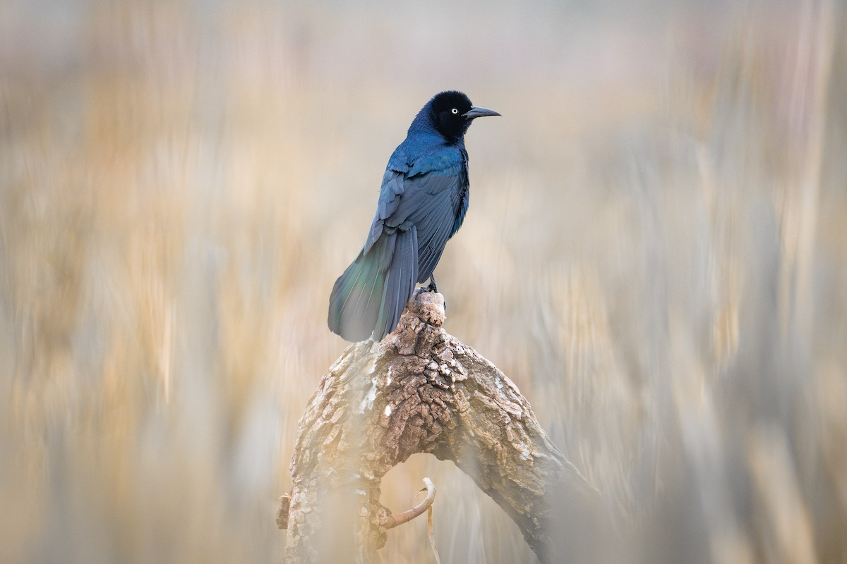 Boat-tailed Grackle - ML618346313