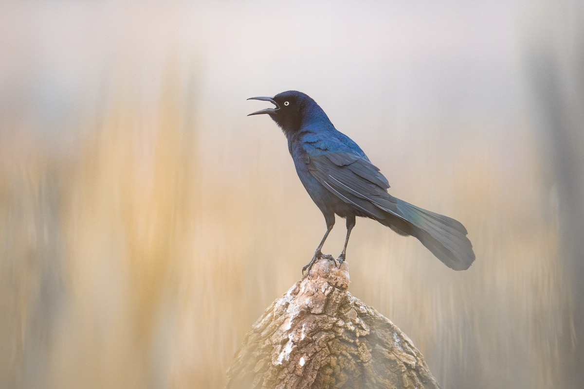 Boat-tailed Grackle - ML618346314
