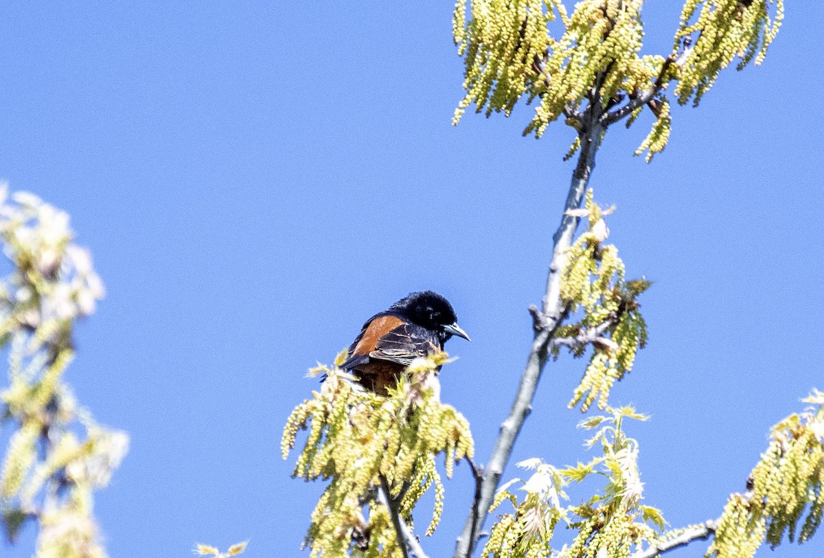 Orchard Oriole - ML618346319