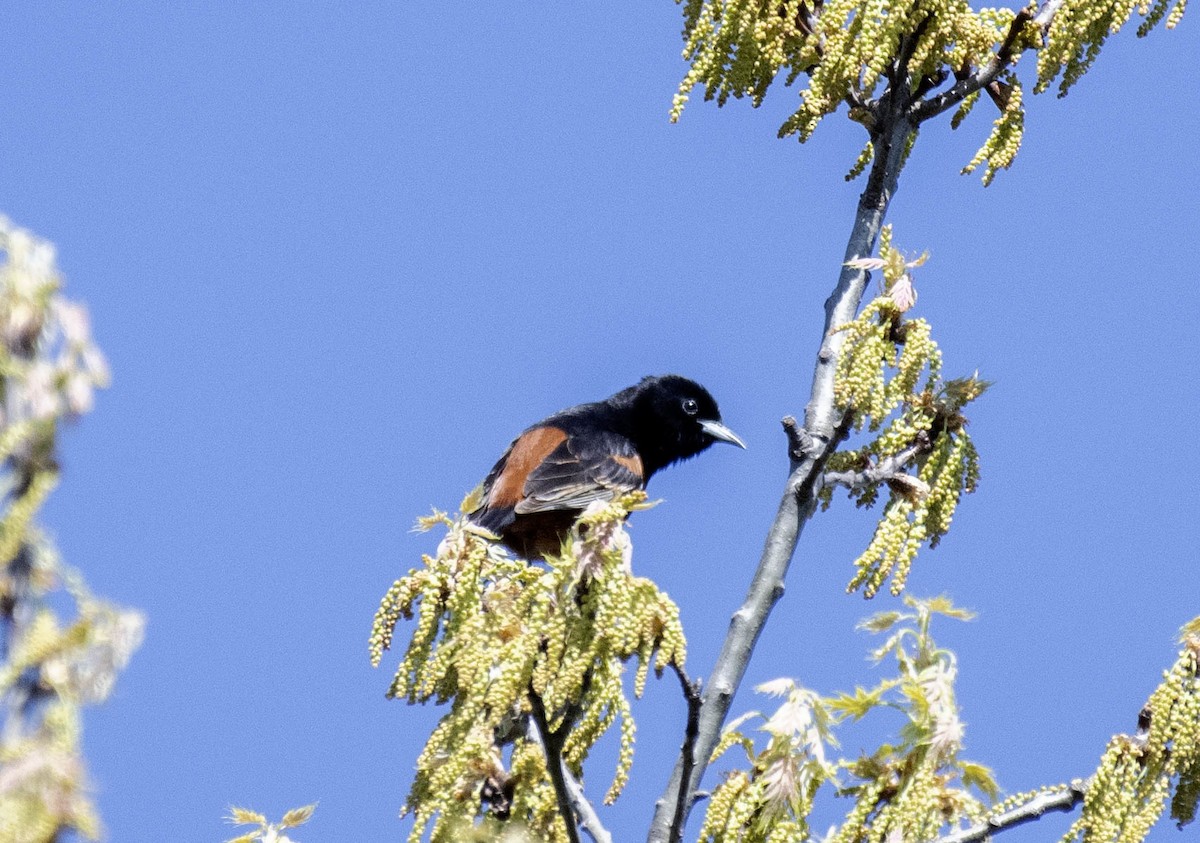 Orchard Oriole - ML618346320