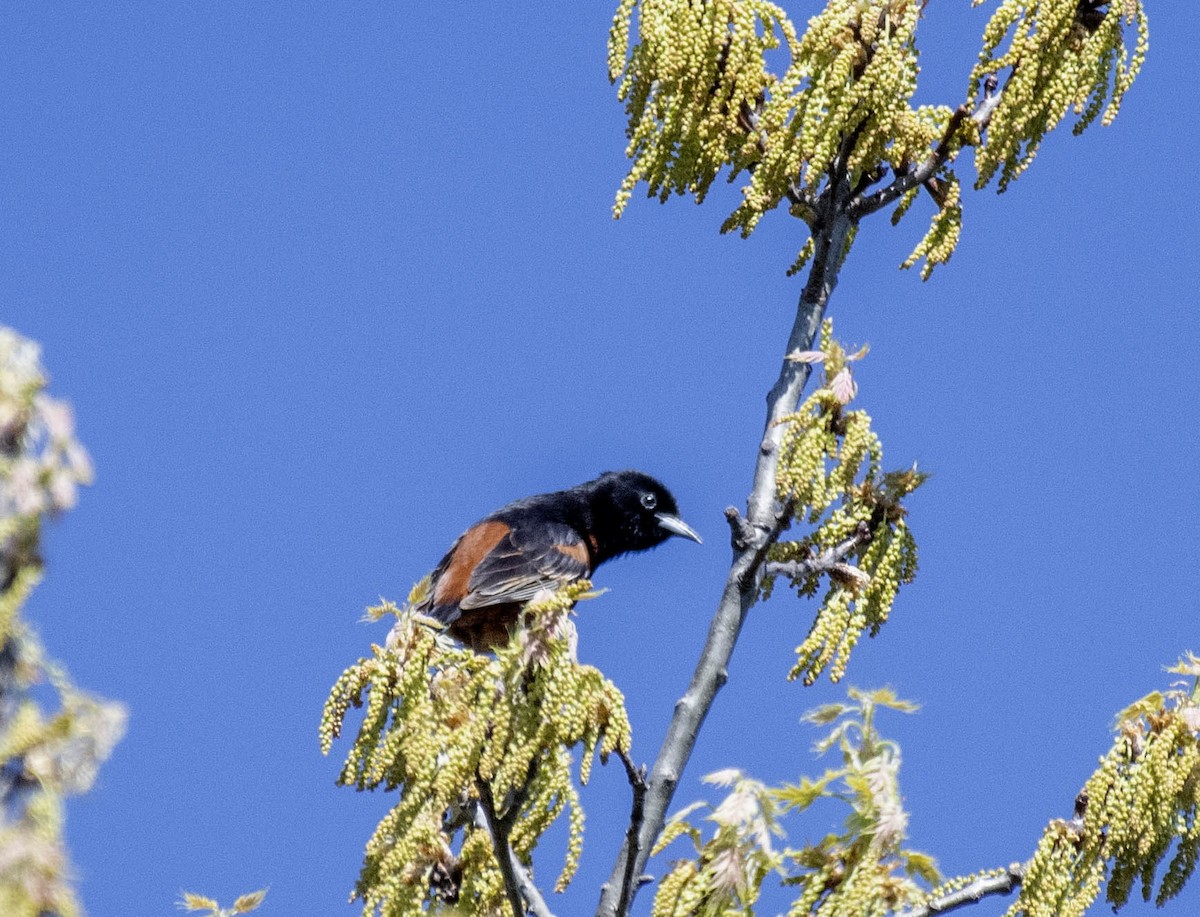 Orchard Oriole - ML618346321