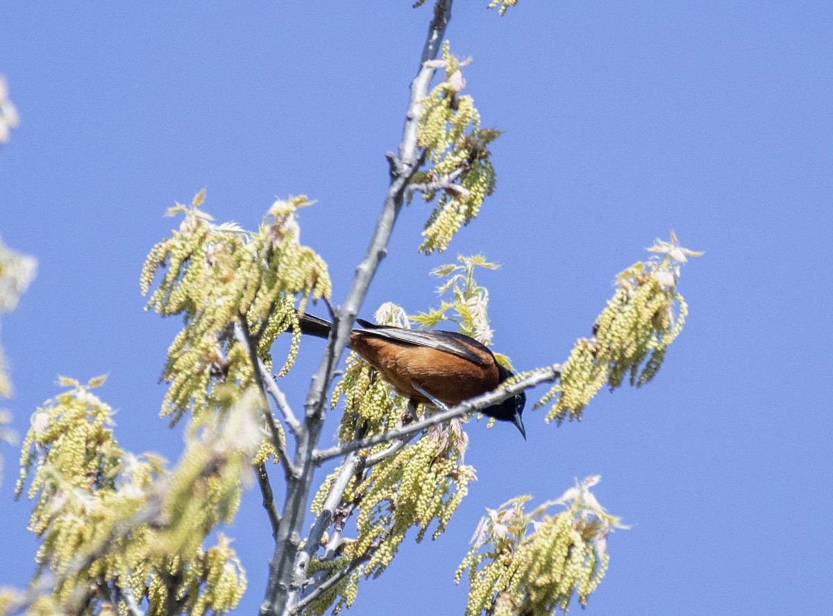 Orchard Oriole - ML618346322