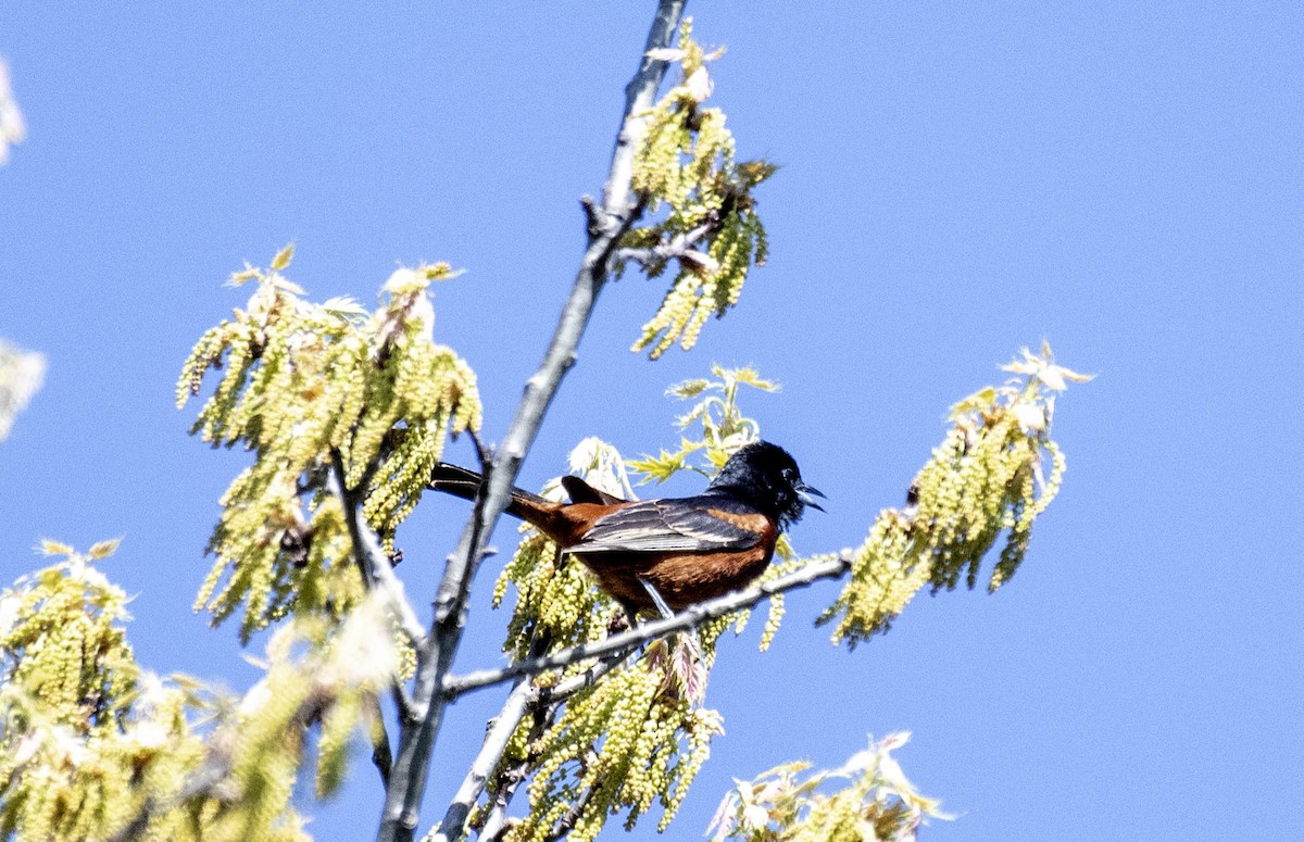 Orchard Oriole - ML618346323
