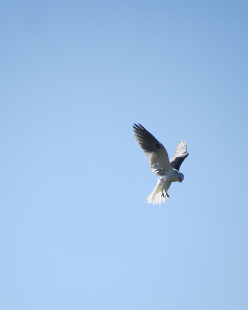 White-tailed Kite - ML618346397