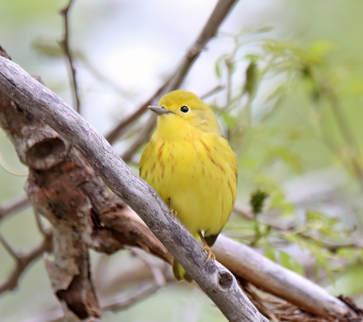 Yellow Warbler - Elizabeth Winter