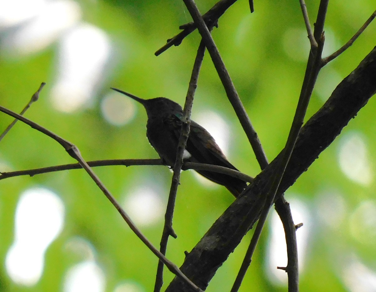 Berylline Hummingbird - ML618346451