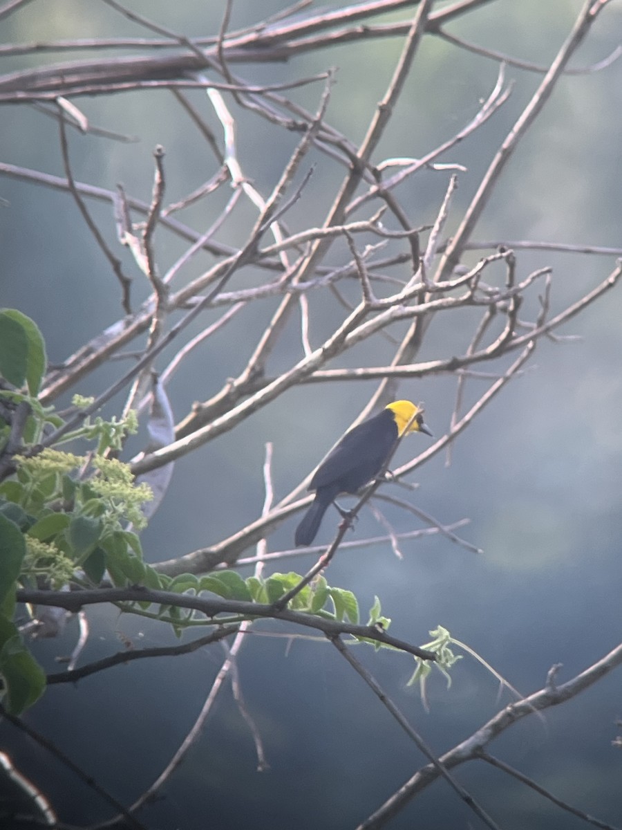 Yellow-hooded Blackbird - ML618346458