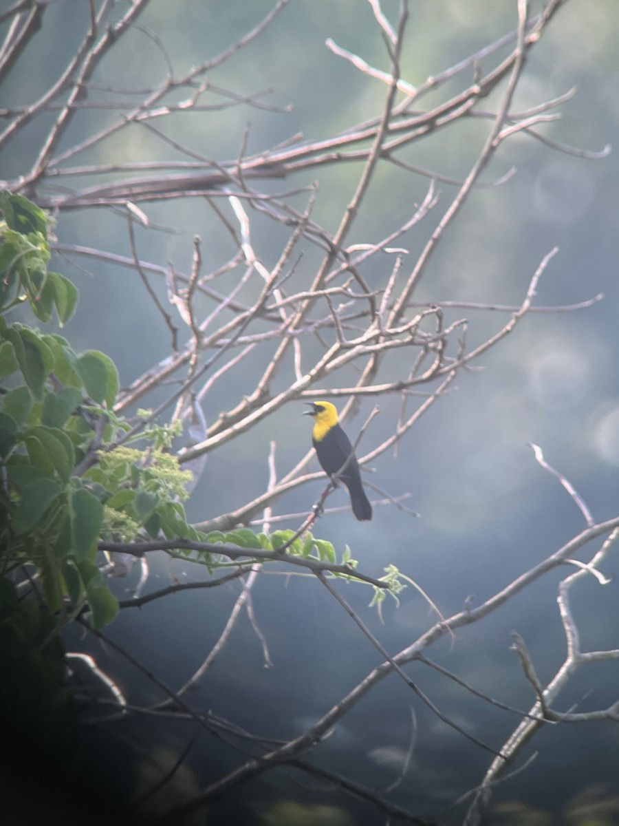 Yellow-hooded Blackbird - ML618346459