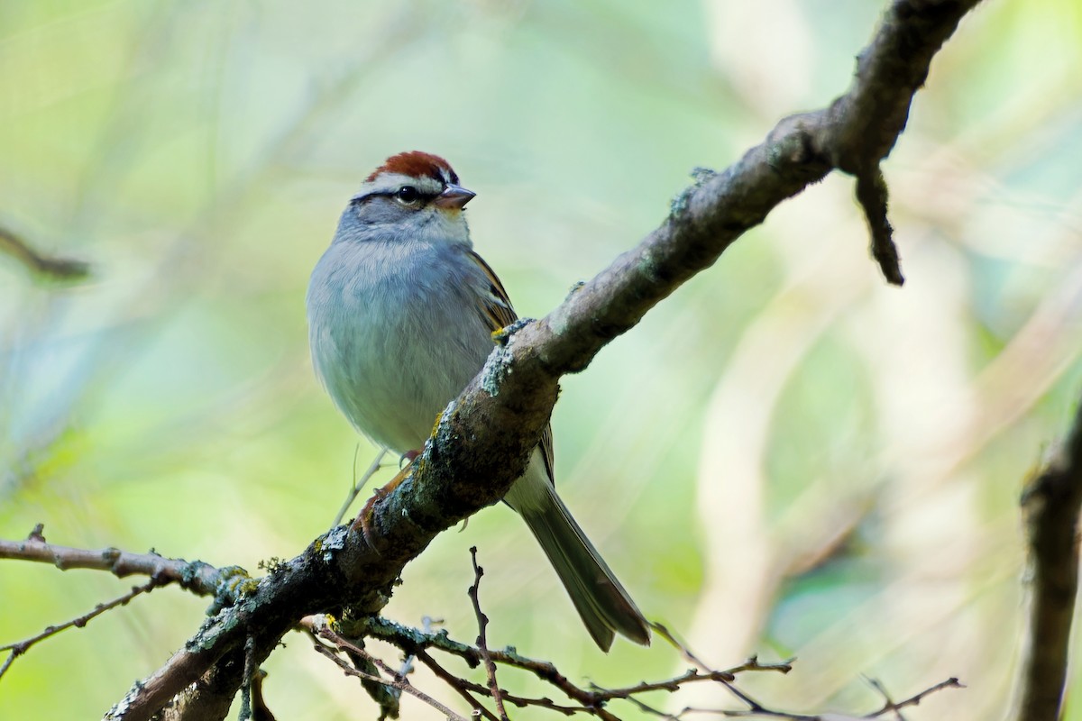 Chipping Sparrow - ML618346463
