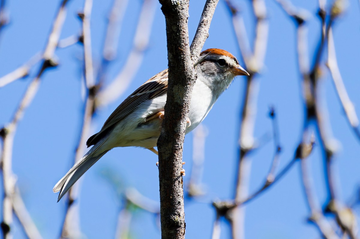 Chipping Sparrow - ML618346464