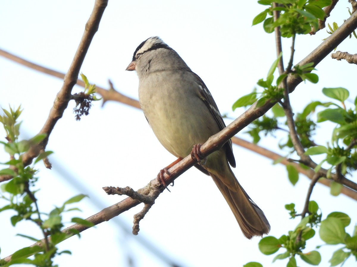 White-crowned Sparrow - ML618346483