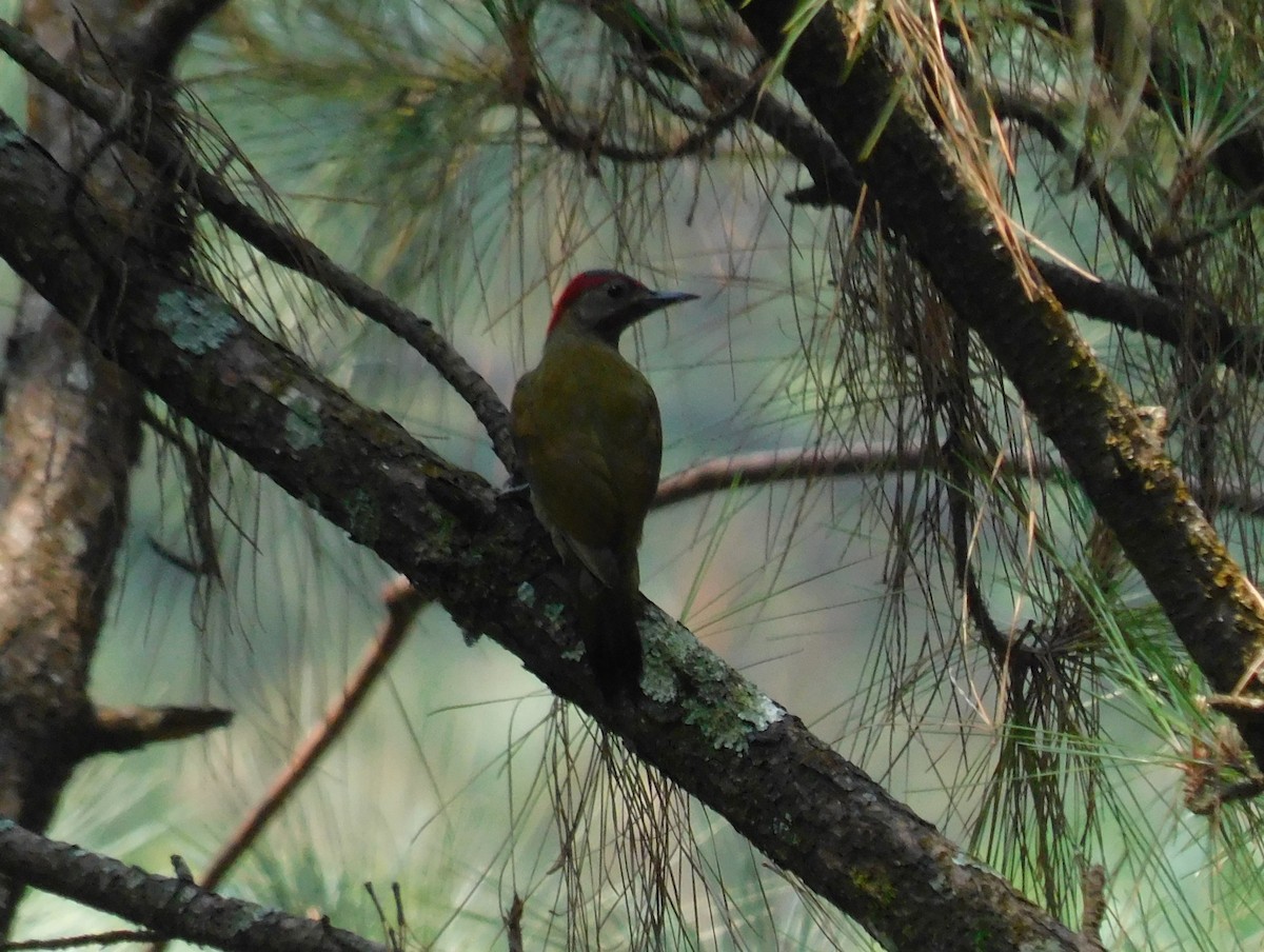 Golden-olive Woodpecker - ML618346487
