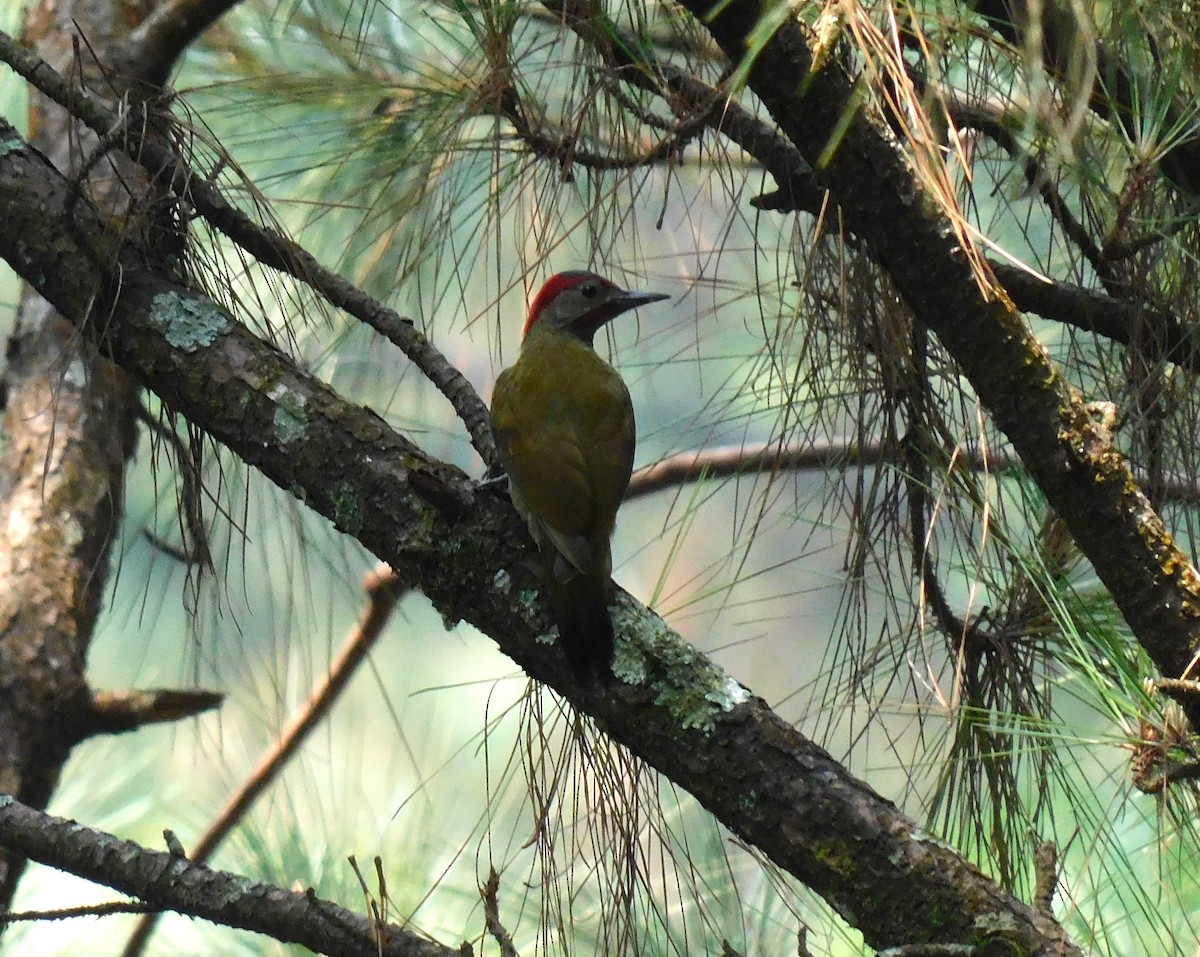 Golden-olive Woodpecker - ML618346488