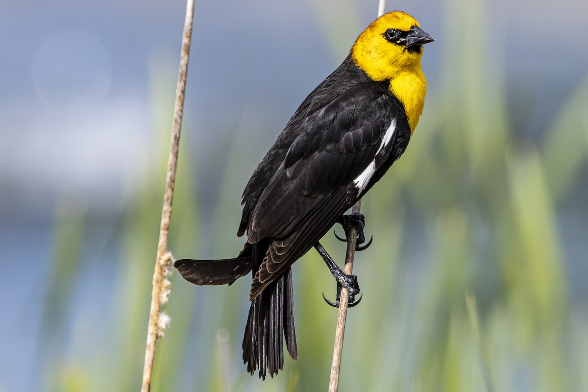 Yellow-headed Blackbird - Jef Blake