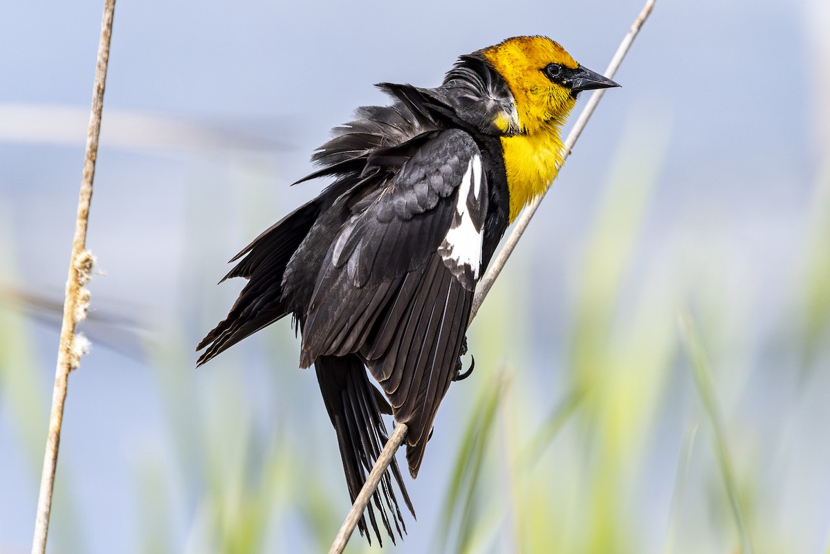 Yellow-headed Blackbird - ML618346522