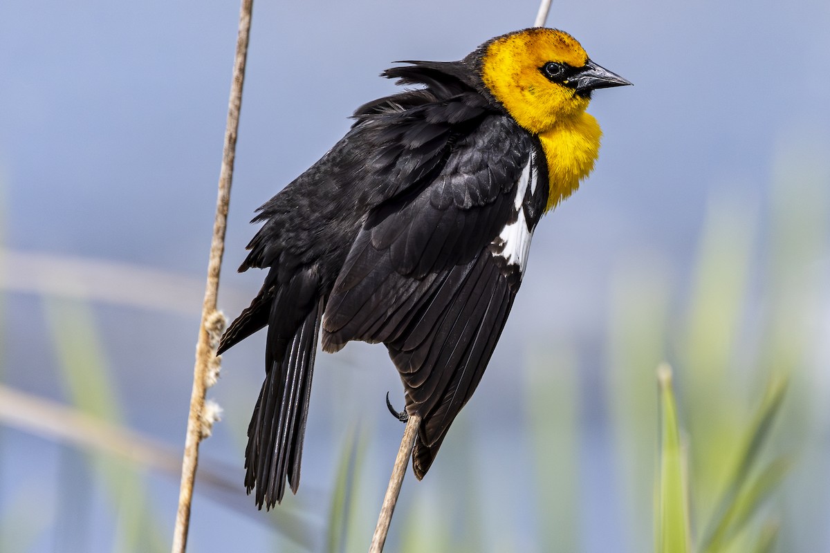 Yellow-headed Blackbird - ML618346523