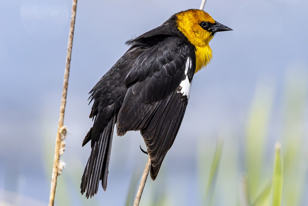 Yellow-headed Blackbird - ML618346525