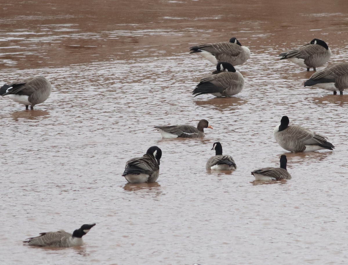 Greater White-fronted Goose - ML618346539