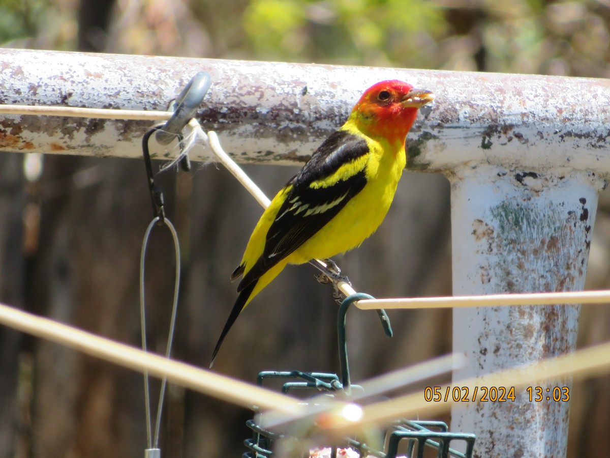 Western Tanager - ML618346541