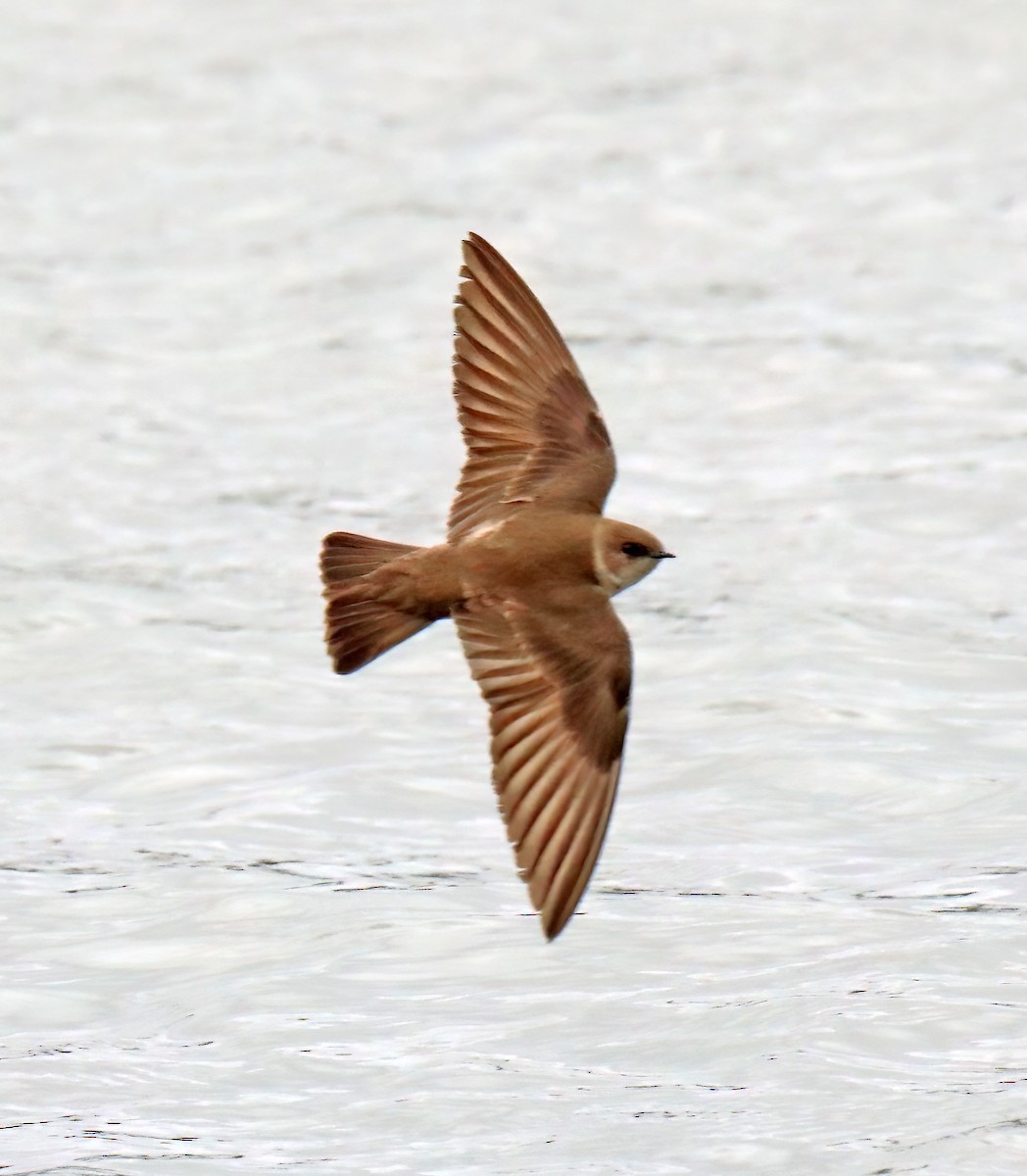 Northern Rough-winged Swallow - ML618346545
