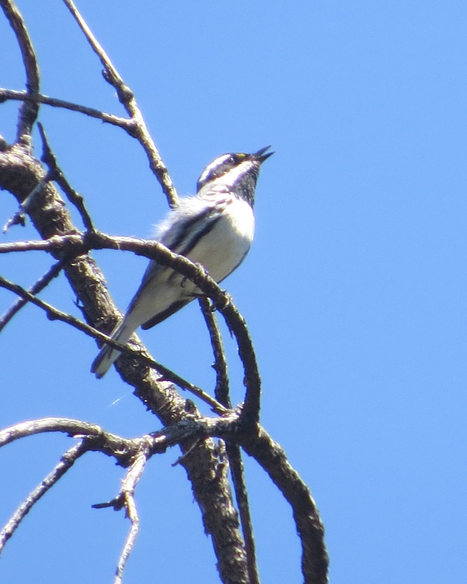 Black-throated Gray Warbler - ML618346562
