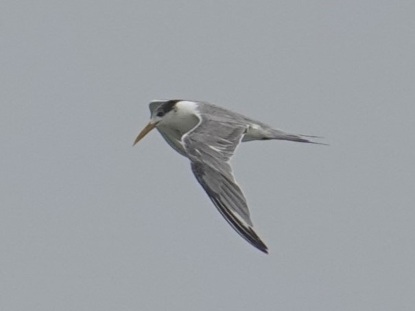 Great Crested Tern - ML618346610