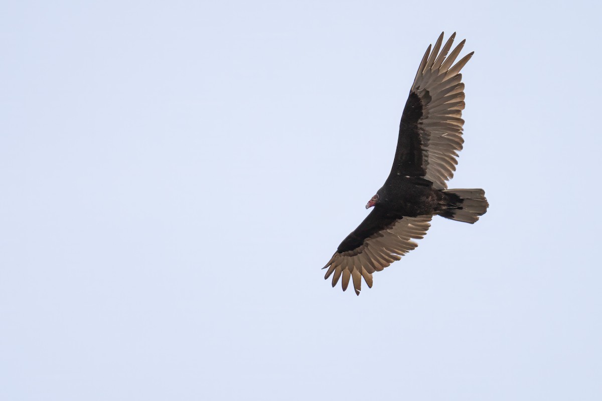 Turkey Vulture - ML618346614