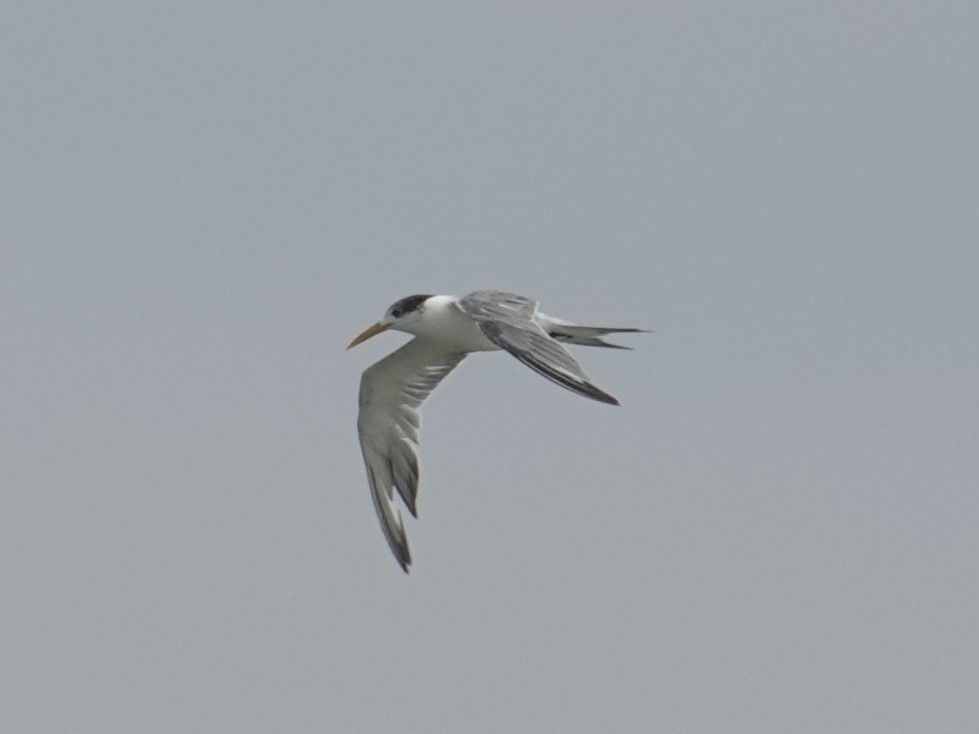 Great Crested Tern - ML618346622