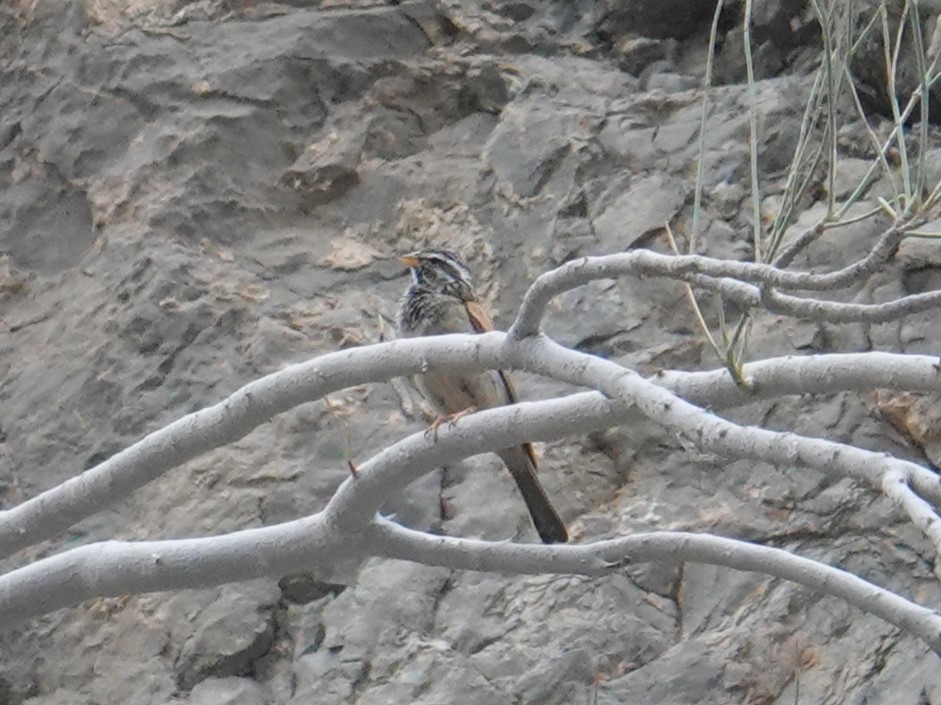 Striolated Bunting - ML618346651