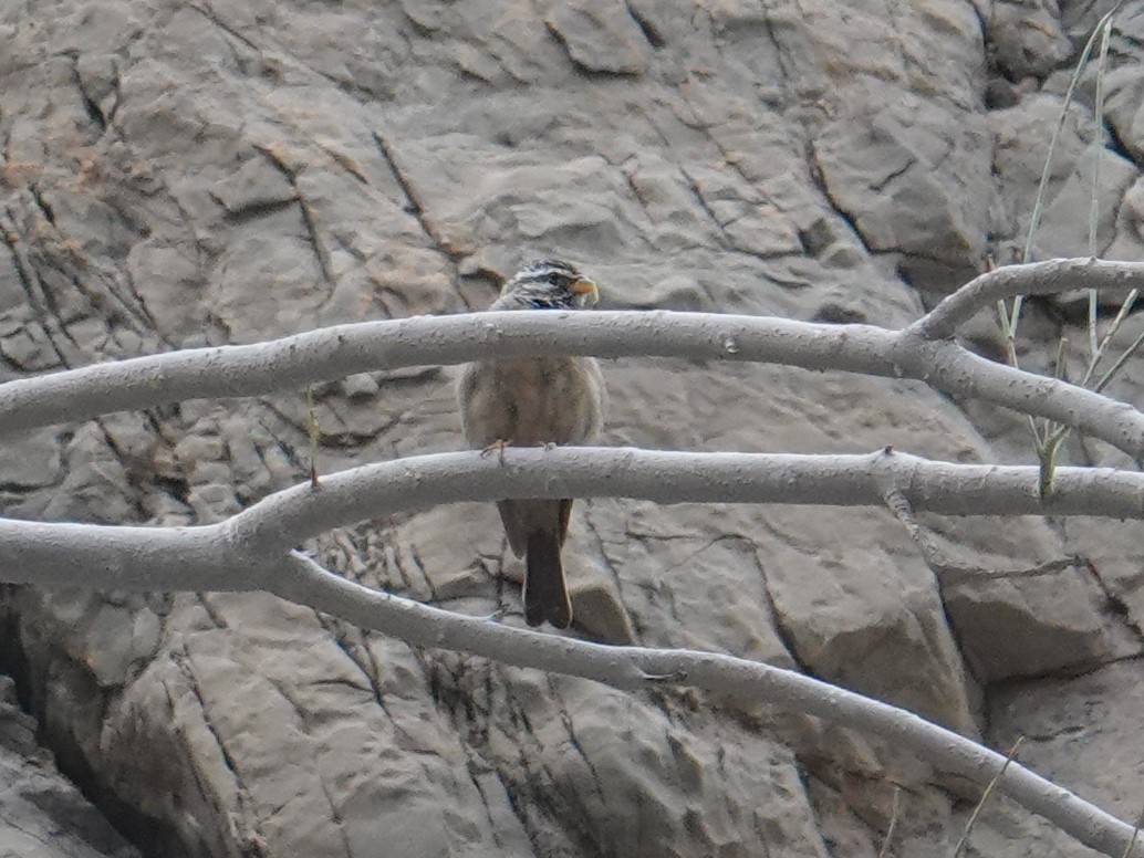 Striolated Bunting - ML618346652