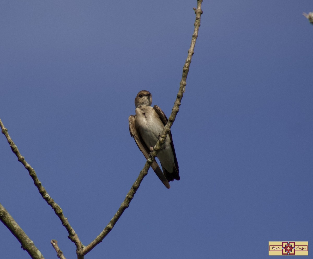 Northern Rough-winged Swallow - ML618346655
