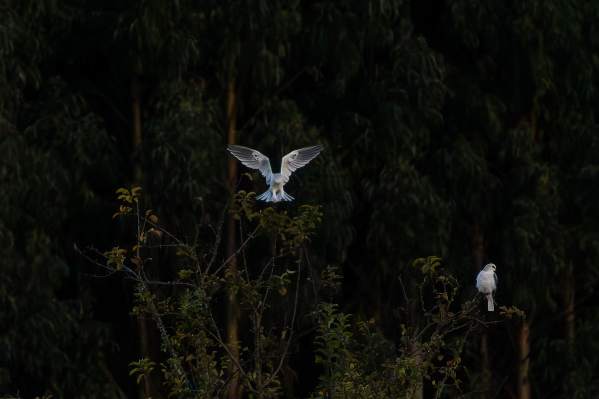 White-tailed Kite - ML618346691