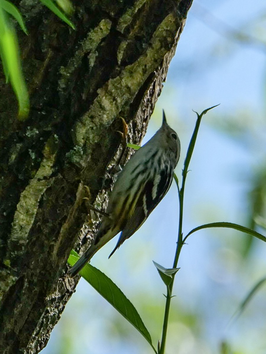 Black-and-white Warbler - ML618346708