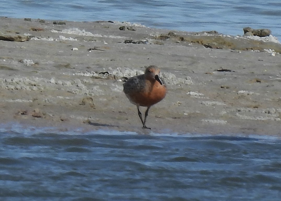 Red Knot - ML618346715
