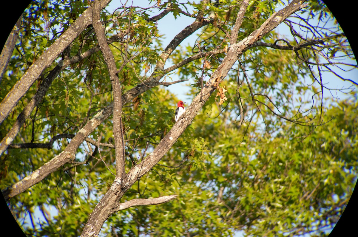 Red-headed Woodpecker - ML618346735
