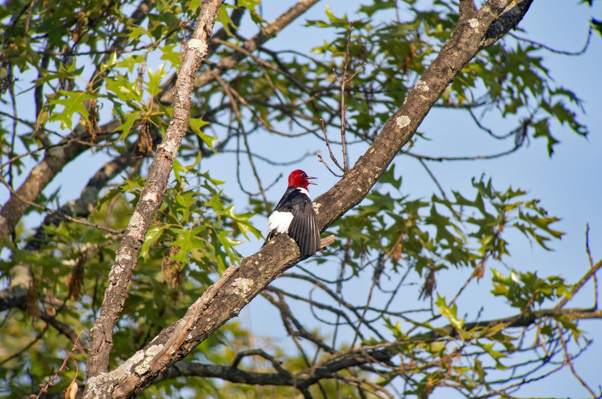 Red-headed Woodpecker - ML618346736