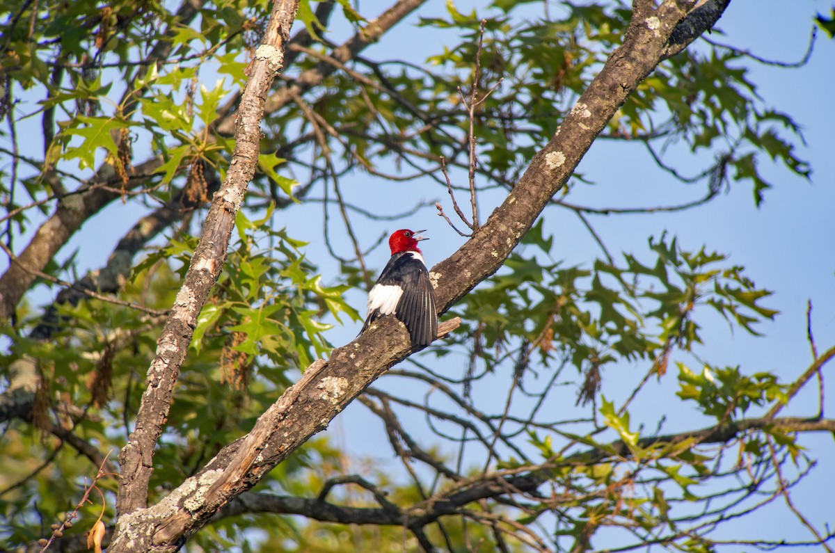 Red-headed Woodpecker - ML618346737