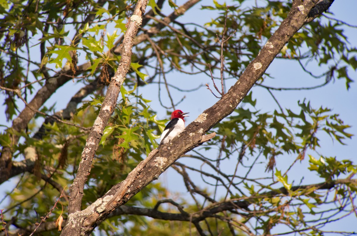 Red-headed Woodpecker - ML618346738