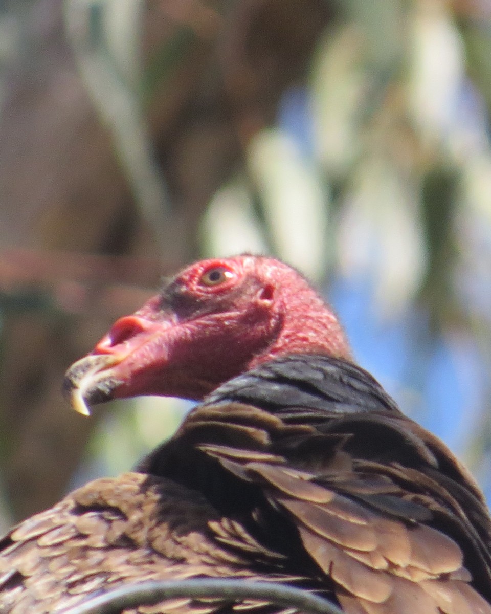 Turkey Vulture - Mookie Fudemberg