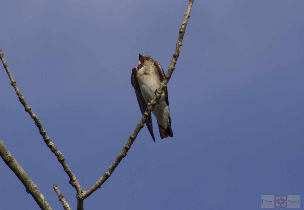 Northern Rough-winged Swallow - ML618346741